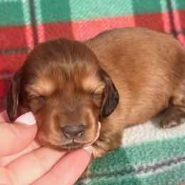Sully - Red male Dachshund puppy in Chelsea, Oklahoma from Elite Puppies of Oklahoma, LLC