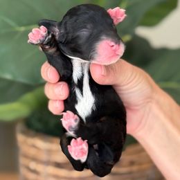 Irene - Tri-color female Bernedoodle puppy in Yuciapa, California from AlltheDoodlez_