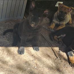 Jet - Black seal male German Shepherd puppy in Montalba, Texas from LM German Shepherd Dogs