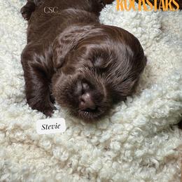 Stevie - Brown male Cockapoo puppy in Arizona from Copper State Cockapoos