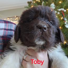 Toby - White and brown male Newfoundland puppy in Honey Grove, Pennsylvania from Heinrich Family Newfoundlands