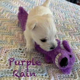 West Highland White Terrier Puppies from Westend Westies
