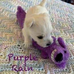 West Highland White Terrier Puppies from Westend Westies