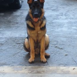 German Shepherd All Grown Up from Haus Wesmiller