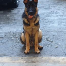 German Shepherd All Grown Up from Haus Wesmiller