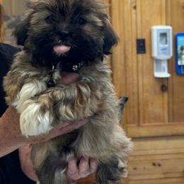 Ferrari AKC girl - Red gold female Lhasa Apso puppy in Chico, California from Lhasa Apsos of northern Ca . Biewer terriers of northern California