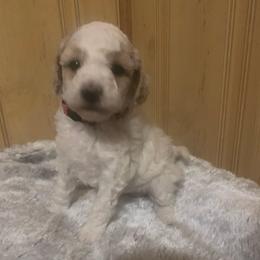 Opal - Parti female Goldendoodle puppy in Haddam, Kansas from Golden B Acres