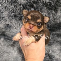 Rocket - Chocolate and tan male Chihuahua puppy in Bowdon, Georgia from Paschal's Pups