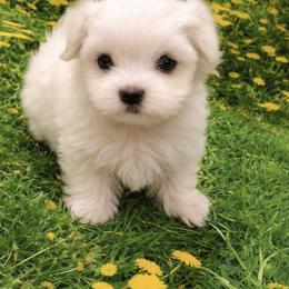 Teacup Paris - White female Maltese puppy in North Myrtle Beach, South Carolina from Perfect Puppies