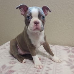 Boy 2 - male Boston Terrier puppy in Corning, California from SB Bostons