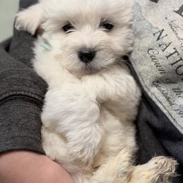 Moose - White male Coton de Tulear puppy in Warrenton, Virginia from Four Lochs LLC