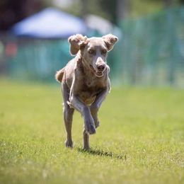 Isabel - Long Haired Weimaraner
