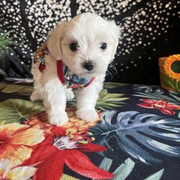 Assorted Doodle Crosses, Maltese, and Poodle Puppies from House of Poodles
