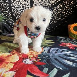 Assorted Doodle Crosses, Maltese, and Poodle Puppies from House of Poodles