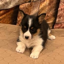 Girl 2 - Black and tan female American Corgi puppy in Visalia, California from VIP Stables