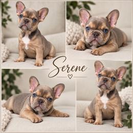 Serene - Blue fawn female French Bulldog puppy in Renton, Washington from Laurel Canyon Kennels