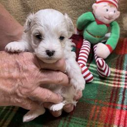Snippy - Parti male Maltipoo puppy in Lawrenceburg, Tennessee from LUV Poodles and Maltipoos