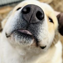 Central Asian Shepherd Dogs from Wolf Mountain Farm