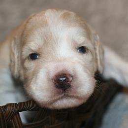 Bernedoodle Puppies from Sparling's Doodles