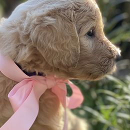 Goldendoodle and Poodle Puppies from Poodlely & Great Doodles