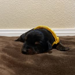 Doberman Pinscher Puppies from Obsidian Kennels