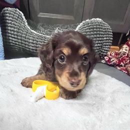 Aurora - Chocolate and tan female Dachshund puppy in Pleasant Garden, North Carolina from Milky Way Miniature Dachshunds