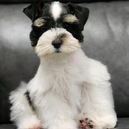 Eeyore - Parti male Miniature Schnauzer puppy in Trinity, Alabama from C&E'S Schnauzers