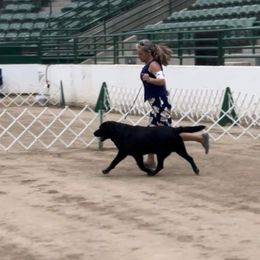 Woody - Black male Labrador Retriever puppy in Dixon, California from Rosslyn Labradors (Rose-Line)