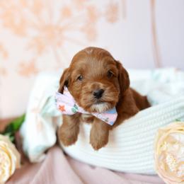 Archie - Apricot male Goldendoodle puppy in Wake Forest, Utah from Dreamcoat Doodles