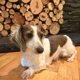 Kya - Dachshund