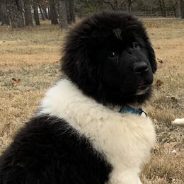 DENVER - Newfoundland