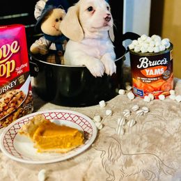 Dallas - Piebald male Dachshund puppy in Wichita Falls, Texas from Long Dogs in The Falls