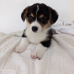 Pembroke Welsh Corgi Puppies from J Coss Corgis