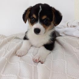 Pembroke Welsh Corgi Puppies from J Coss Corgis