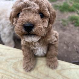 Cavapoo, Cockapoo, Goldendoodle, and Maltipoo Puppies from Perdue Puppies