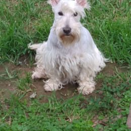 Lacey - Scottish Terrier