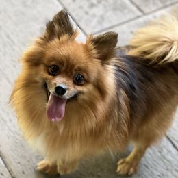 Finley - Pomeranian