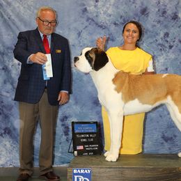 Saint Bernard Puppies from Heart Mountain Saint Bernards