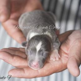 American Corgi and Pembroke Welsh Corgi Puppies from Magnolia Creek Corgis
