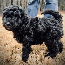 "Eve discovering the yard. " Goldendoodle Puppies from Christi's Goldendoodles