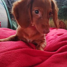 Dachshund Puppies from Mystical dachshund express