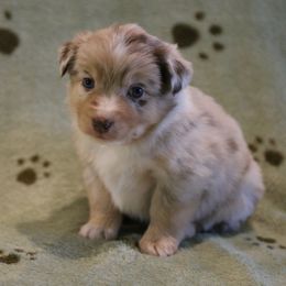 Rai - Red merle female Miniature Australian Shepherd puppy in Weatherford, Texas from Ridgestar Aussies