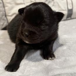Mustang - Black female Pomsky puppy in Ravena, New York from Osiris’s Siberians & Pomskies