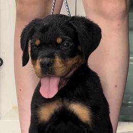 Rottweiler Puppies from Muletown Rotties
