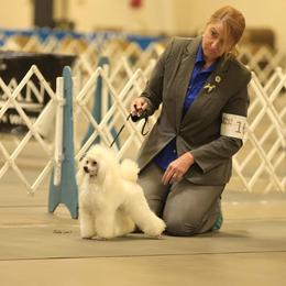 Poodle Puppies from Custom Poodles
