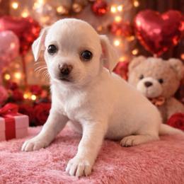 AKC Ian - Cream and white male Chihuahua puppy in Rowlett, Texas from Sugar Cookie Chihuahuas