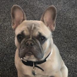 French Bulldogs from For The Love of Frenchies