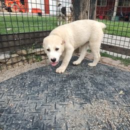 Central Asian Shepherd Dog Puppies from Guardian Dog