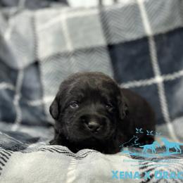 Light blue - Black male Labrador Retriever puppy in Beaverdam, Virginia from Riverside Sunset Labrador Retrievers