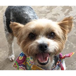 Peaches - Yorkshire Terrier